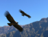 Canon del Colca