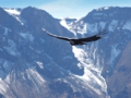 Colca 2.gif