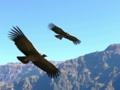 Colca 4.gif